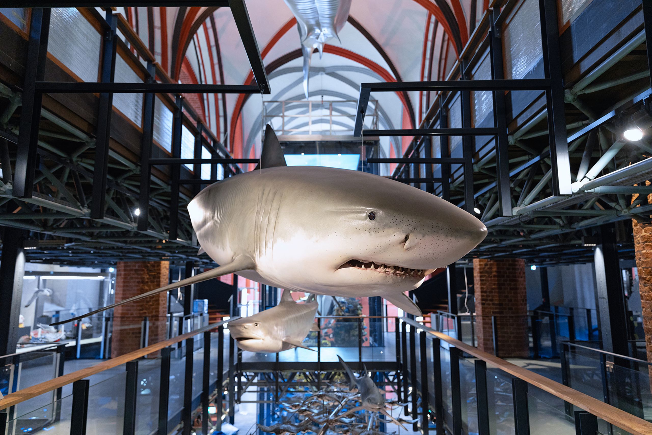 Wunderbar Meeresmuseum Stralsund Preise Bild