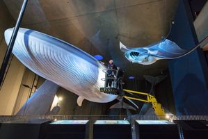 Die Aufgaben der Abteilung Technik sind sehr vielfältig und mitunter ungewöhnlich: Hier wird in luftiger Höhe der Staub vom Blauwal-Modell gesaugt. (Foto: Anke Neumeister / Deutsches Meeresmuseum)