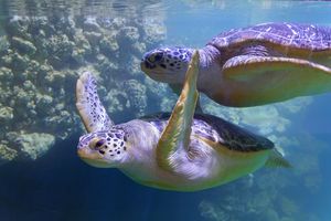 Die Meeresschildkröten Frieda und Käthe schwimmen im 350 000 Liter Wasser fassenden Malediven-Becken. (Foto: Anke Neumeister/Deutsches Meeresmuseum)