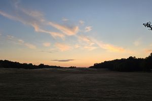 Sonnenaufgang nach einer nicht vorhandenen Nacht auf dem FÖJ-Seminar - später auch mit Damwild  (Foto: Alfons Bittermann / Deutsches Meeresmuseum)