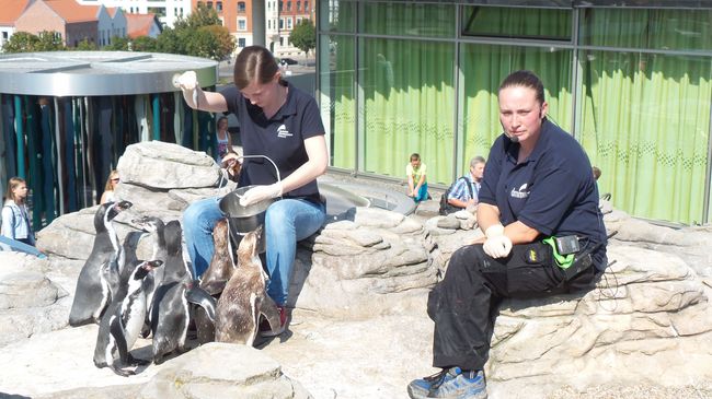 Abschieds-Überraschung: Helen durfte die Humboldtpinguine füttern! (Foto: Corinna Holtz / Deutsches Meeresmuseum)
