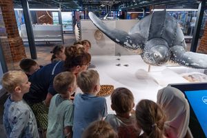 Minis im Museum: Schildkrötenexpedition - Marli besucht ihre Verwanden im MEERESMUSEUM (Foto: Anke Neumeister / Deutsches Meeresmuseum)
