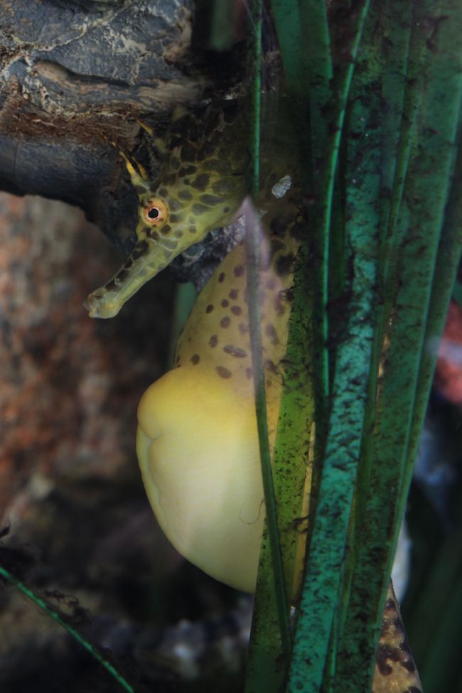 Seepferdchen im OZEANEUM (Foto: Johannes-Maria Schlorke / Deutsches Meeresmuseum)