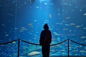 Blick ins Aquarium Offener Atlantik im OZEANEUM (Foto: Maike Väth / Deutsches Meeresmuseum)