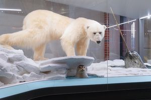 Vitrinen mit lebensecht wirkenden Präparaten, die viel Arbeit bei der Herstellung erfordern (Foto: Anke Neumeister / Deutsches Meeresmuseum)