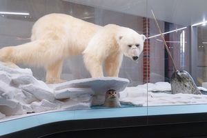 Vitrine im MEEERESMUSEUM mit lebensecht wirkenden Präparaten, die viel Arbeit bei der Herstellung erfordern (Foto: Anke Neumeister / Deutsches Meeresmuseum)