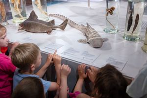 Minis im Museum Superfische mit Superkräften im MEERESMUSEUM (Foto: Anke Neumeister / Deutsches Meeresmuseum)
