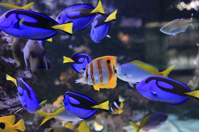 Tropische Fische im MEERESMUSEUM (Foto: Johannes-Maria Schlorke / Deutsches Meeresmuseum)