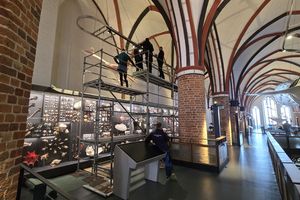 Hängung der Humboldt-Kalmarmodelle im MEERESMUSEUM (Foto: Alfons Bittermann / Deutsches Meeresmuseum)