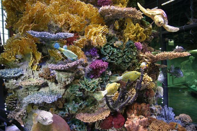 Korallenriffpfeiler im MEERESMUSEUM (Foto: Jan-Peter Reichert / Deutsches Meeresmuseum)