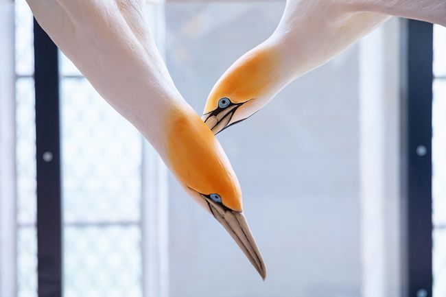 Kaptölpelmodelle im MEERESMUSEUM (Foto: Anke Neumeister / Deutsches Meeresmuseum)