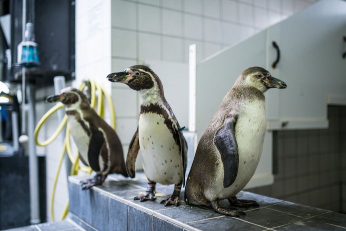 Trainiert wird mit mehreren Pinguinen, aber immer abwechselnd. (Foto: Johannes-Maria Schlorke / Deutsches Meeresmuseum)