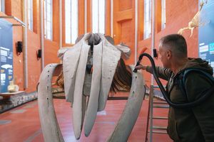 Für die Reinigung wird das 15 Meter lange Finnwalskelett auf Augenhöhe herabgelassen (Foto: Anke Neumeister/Deutsches Meeresmuseum)