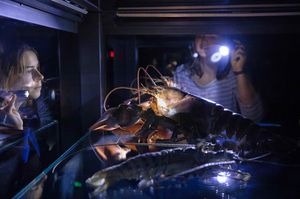 Taschenlampenführung im OZEANEUM (Foto: Anke Neumeister / Deutsches Meeresmuseum)