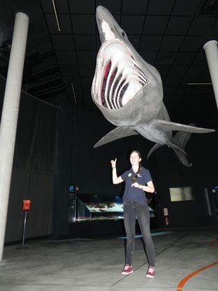 Während einer Führung mit mir könnt ihr dem Riesenhai ins Maul schauen... (Foto: Deutsches Meeresmuseum)