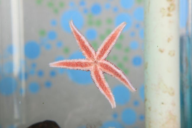 Seesterne im OZEANEUM (Foto: Johannes-Maria Schlorke / Deutsches Meeresmuseum)