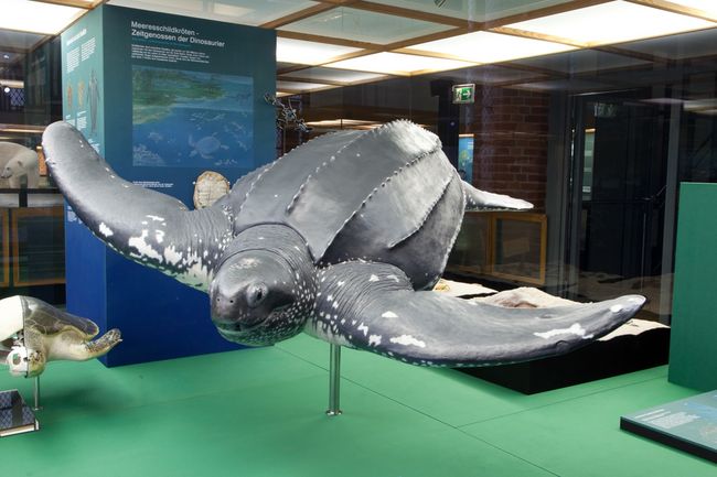 Lederschildkröte "Marlene" im MEERESMUSEUM (Foto: Johannes-Maria Schlorke / Deutsches Meeresmuseum)