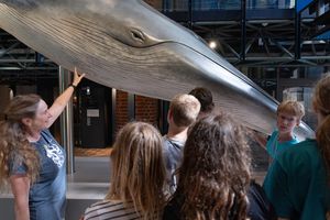 Ab ins blaue Meer! Öffentliche Führung im MEERESMUSEUM (Foto: Anke Neumeister / Deutsches Meeresmuseum)