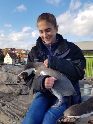 FOEJlerin Lea bei der Fütterung der Pinguine im OZEANEUM (Foto: Anne May / Deutsches Meeresmuseum)