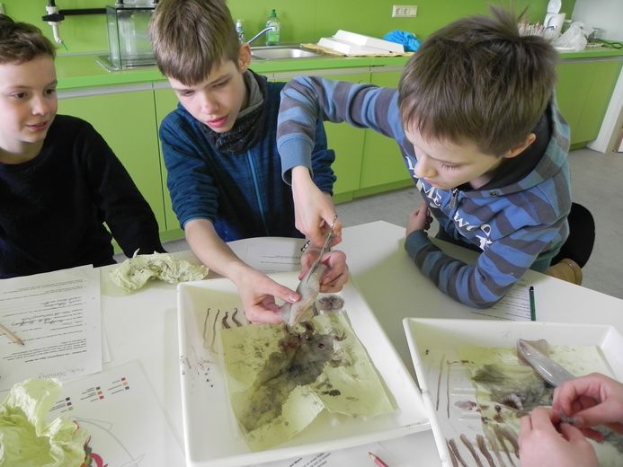 (Foto: Verena Kalter / Deutsches Meeresmuseum)