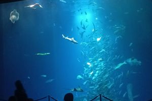Unsere Fische während einer Fütterung (Foto: Alfons Bittermann / Deutsches Meeresmuseum)