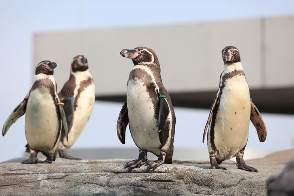 Unsere Frackträger im OZEANEUM. (Foto: Johannes-Maria Schlorke / Deutsches Meeresmuseum) 