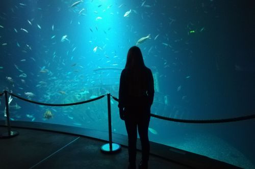 Schwarmfischbecken "Offener Atlantik". (Foto: Lydia Pech / Deutsches Meeresmuseum)