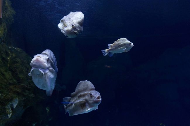 Seehasen im Aquarium des OZEANEUMs (Foto: Anke Neumeister / Deutsches Meeresmuseum)