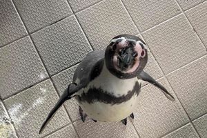 FÖJlerin Maike zu Besuch bei Pinguin Lemmy im OZEANEUM (Foto: Maike Väth / Deutsches Meeresmuseum)