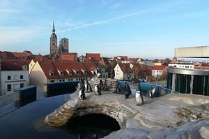 Die Pinguine auf der Dachterasse. (Foto: Lydia Pech / Deutsches Meeresmuseum)