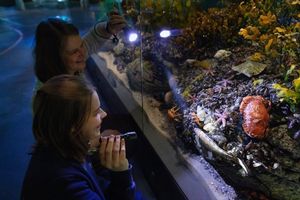 Nadine Pankow - Museumspädagogin im OZEANEUM (Foto: Anke Neumeister / Deutsches Meeresmuseum)