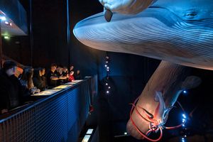 Alfons' Führung für die FÖJis (Foto: Anke Neumeister / Deutsches Meeresmuseum)