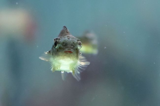 Seehase im Aquarium des OZEANEUMs (Foto: Anke Neumeister / Deutsches Meeresmuseum)