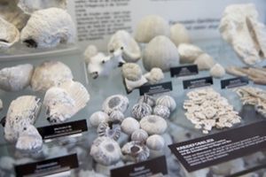 In der Ausstellung des NATUREUMs Darßer Ort können Gäste zahlreiche Strandsteine und -fossilien entdecken (Foto: Anke Neumeister / Deutsches Meeresmuseum)