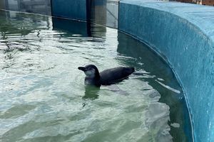 FÖJ im OZEANEUM: Besuch beim Pinguinküken (Foto: Maike Väth / Deutsches Meeresmuseum)