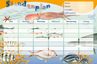 Sammelkarten Stundenplan OZEANEUM