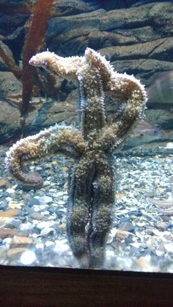 "Hello." (Foto: Sven Dünow/ Ozeaneum Stralsund)