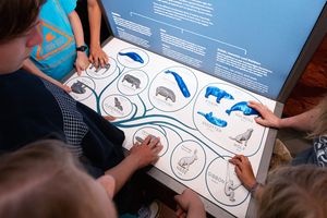 Arbeitsgemeinschaft der Stralsunder Astrid-Lindgren Schule im MEERESMUSEUM (Foto: Anke Neumeister / Deutsches Meeresmuseum)
