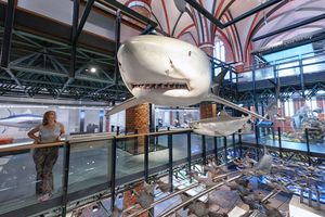 Beeindruckende originalgroße Haimodelle schweben unter dem Gewölbe der Katharinenhalle (Foto: Anke Neumeister / Deutsches Meeresmuseum)