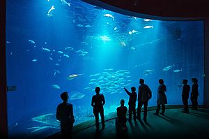 Das Aquarium "Offener Atlantik". (Foto: Johannes-Maria Schlorke / Deutsches Meeresmuseum) Das Aquarium "Offener Atlantik". (Foto: Johannes-Maria Schlorke / Deutsches Meeresmuseum)