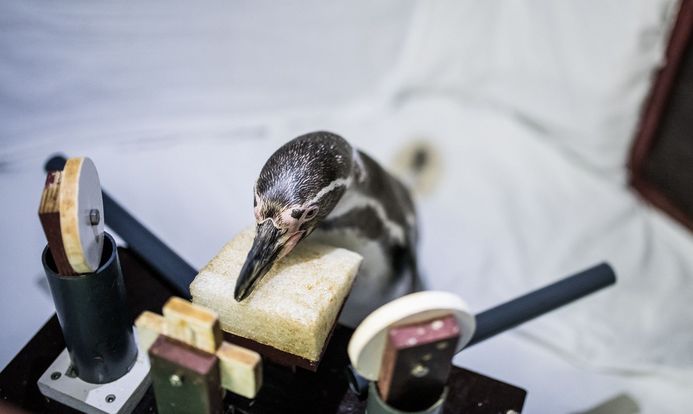 Der Pinguin wartet auf seinen Einsatz. (Foto: Johannes-Maria Schlorke / Deutsches Meeresmuseum)