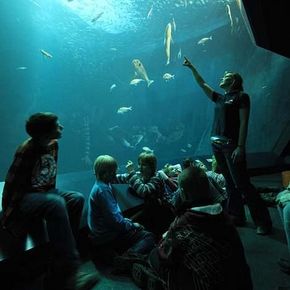 Welche Fische leben im Atlantik? (Foto: Johannes-Maria Schlorke / Deutsches Meeresmuseum)