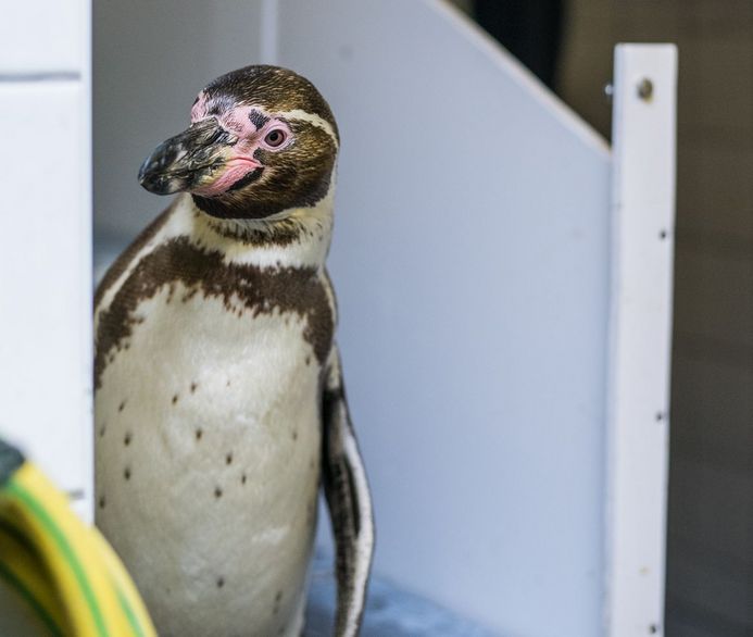 Unsere Pinguine sind ziemlich neugierig. (Foto: Johannes-Maria Schlorke / Deutsches Meeresmuseum)