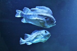 Seehasen in den Aquarien des OZEANEUMs (Foto: Lea Dochnahl / Deutsches Meeresmuseum)