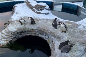 Die Humboldtpinguine des OZEANEUMs im Schnee (Foto: Maike Väth / Deutsches Meeresmuseum)