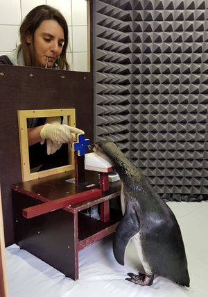 Ein Pinguin wird in der Schallkammer trainiert. (Foto: Anne May / Deutsches Meeresmuseum)