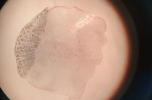 Fischschuppe unter'm Mikroskop. (Foto: Lydia Pech / Deutsches Meeresmuseum)