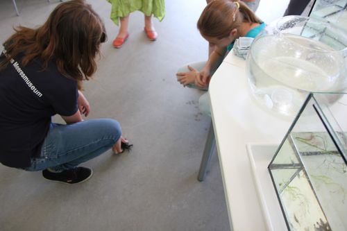 "Die Ostsee unter der Lupe" im OZEANEUM (Foto: OZEANEUM Stralsund)