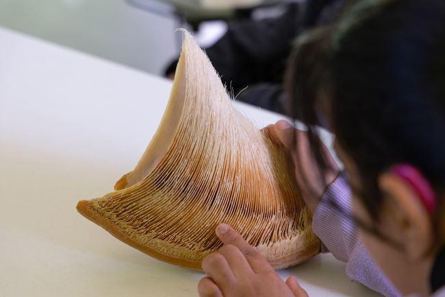 Hören, Tasten, MEER erleben | Führung für Menschen mit Sehbehinderung im OZEANEUM (Foto: Anke Neumeister / Deutsches Meeresmuseum)