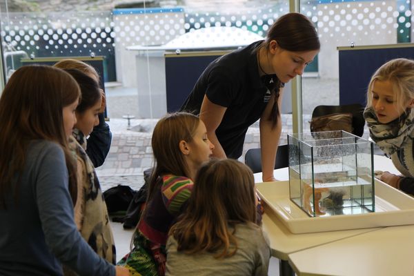 Habt ihr schon mal einen Seestern fressen sehen? (Foto: Corinna Holtz / Deutsches Meeresmuseum)